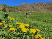 Festa di  fiori sui sentieri per la FORCELLA ROSSA da San Simone-Baita Camoscio – 21magg26 - FOTOGALLERY